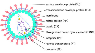 慢病毒載體結構圖解