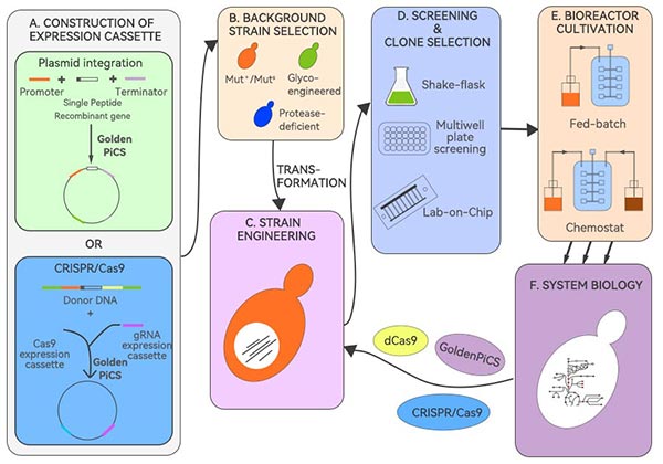 畢赤酵母生產重組蛋白流程圖